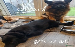 German Shepherd dogs for sale: German shepherd pedigree puppies- four weeks old. - Image 5