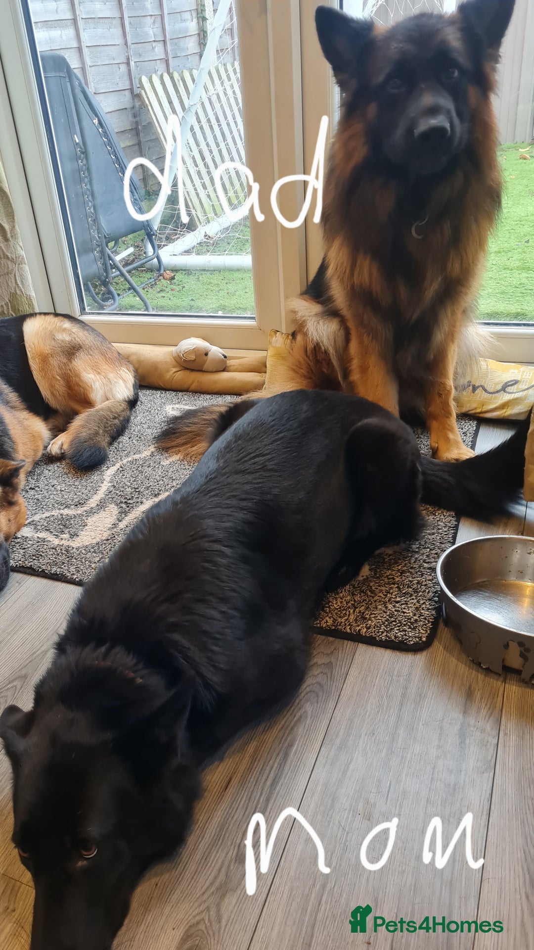 German Shepherd dogs for sale: German shepherd pedigree puppies- four weeks old. - Image 5