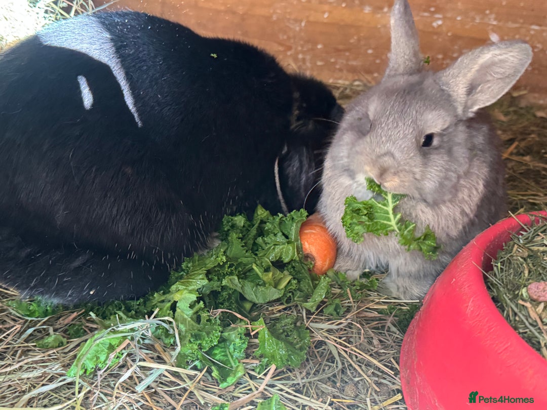 French Lop rabbits for sale: Beautiful Miniature Lop Does - Advert 2