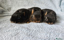 Netherland Dwarf rabbits for sale: Netherland dwarf bunnies  - Image 3