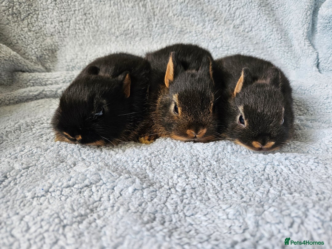 Netherland Dwarf rabbits for sale: Netherland dwarf bunnies  - Image 3
