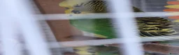 Finches birds for sale: Birds for sale in Stoke-on-Trent  - Advert 5