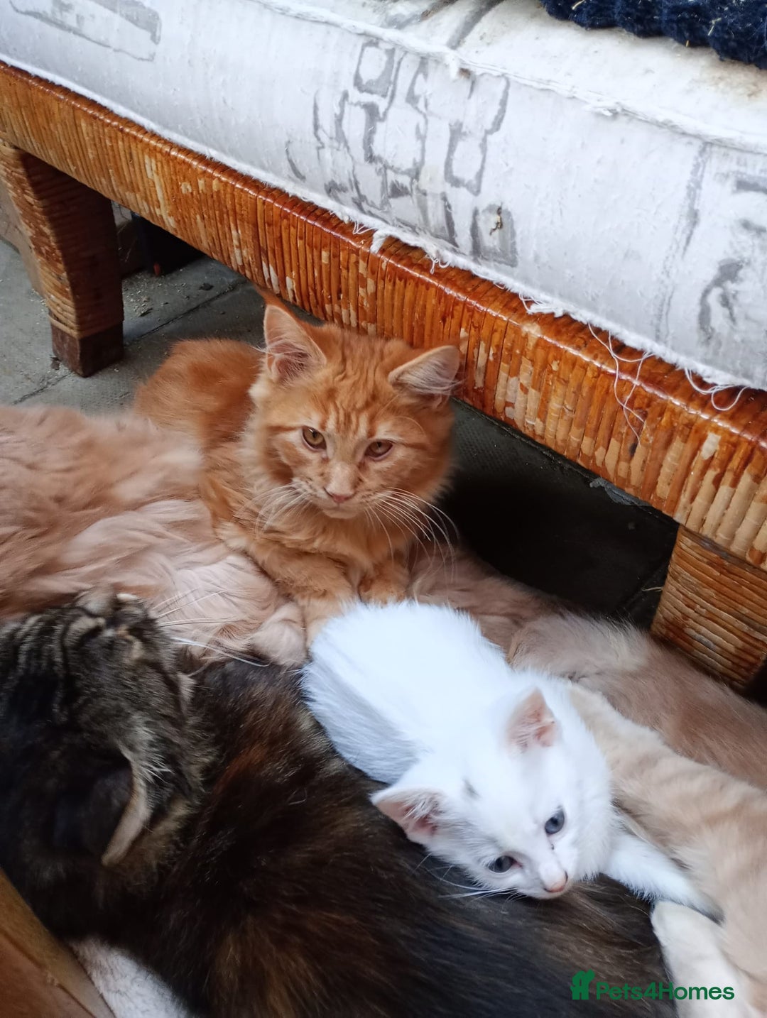Maine Coon cats for sale: Maine coon  - Advert 20