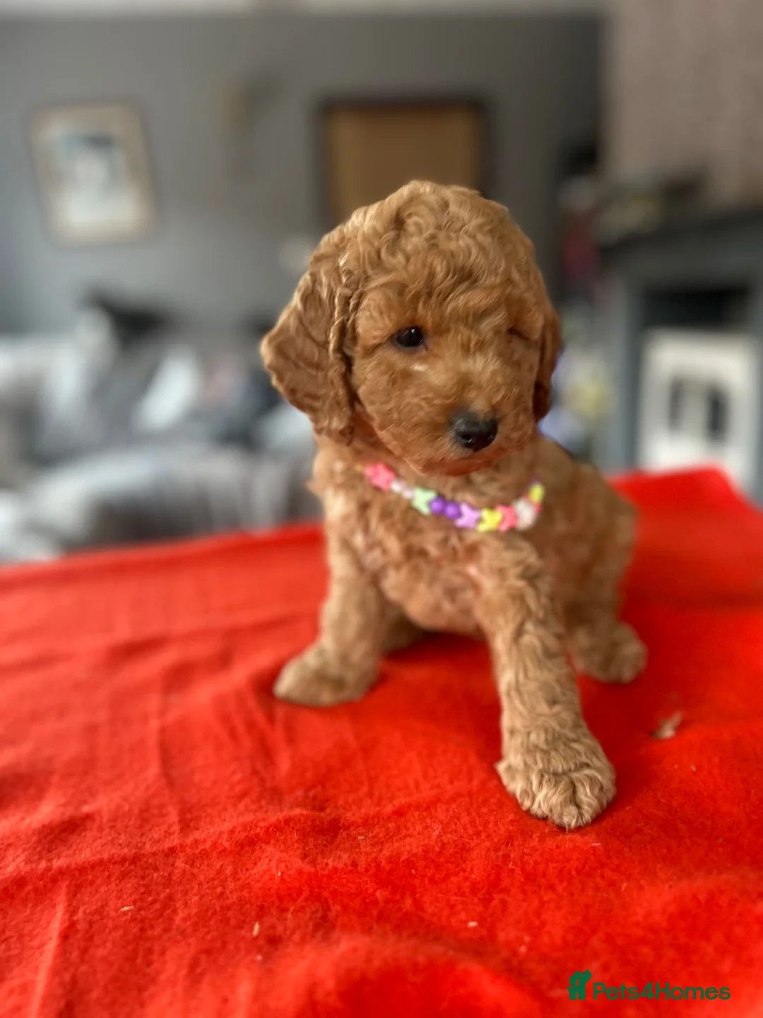 Poodle dogs for sale: Beautiful small poodle boys - Advert 8