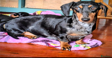 Miniature Dachshund dogs - Advert 1