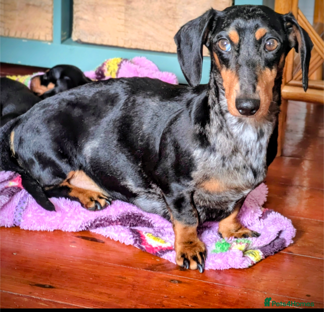 Miniature Dachshund dogs for sale: Wire X smooth mini dachshunds - Image 2