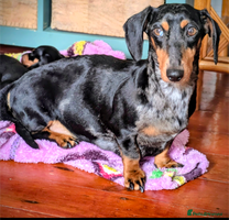 Miniature Dachshund dogs - Advert 14