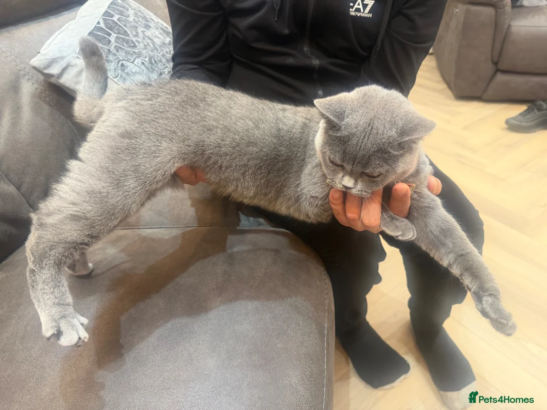 British Shorthair cats for sale: british short hair for sale in Birmingham - Advert 2