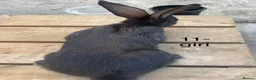 Continental Giant rabbits for sale: Beautiful pure bred continental giants - Advert 5