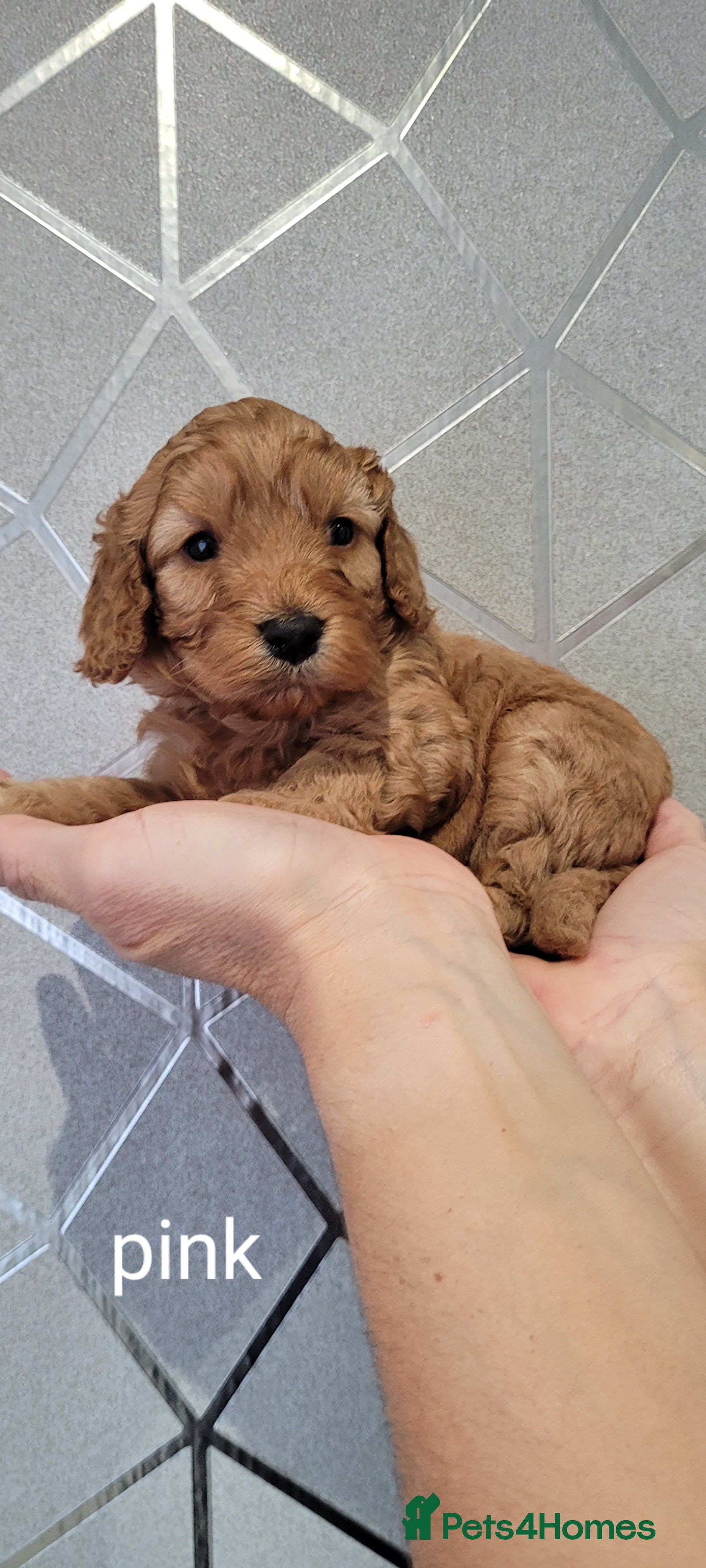 Cockapoo dogs F2 Golden Cockapoo pups - Advert 2