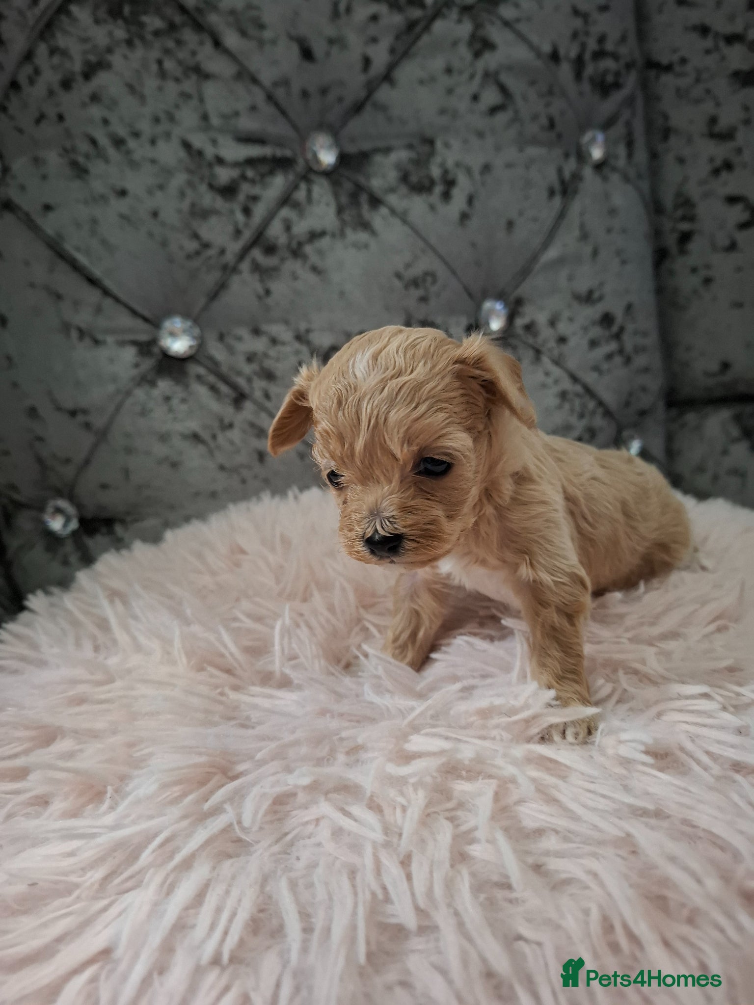 Maltipoo dogs Maltipoo puppies  - Advert 5