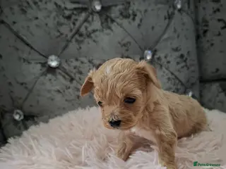 Maltipoo dogs Maltipoo puppies - Advert 5