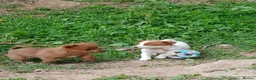 Jack Russell dogs for sale: 4 left jack Russel puppies 5 girls 1 boy £550  - Advert 7