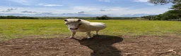 Miniature horses for sale: GDF Indiana White gold show pony  in Nottingham - Advert 4
