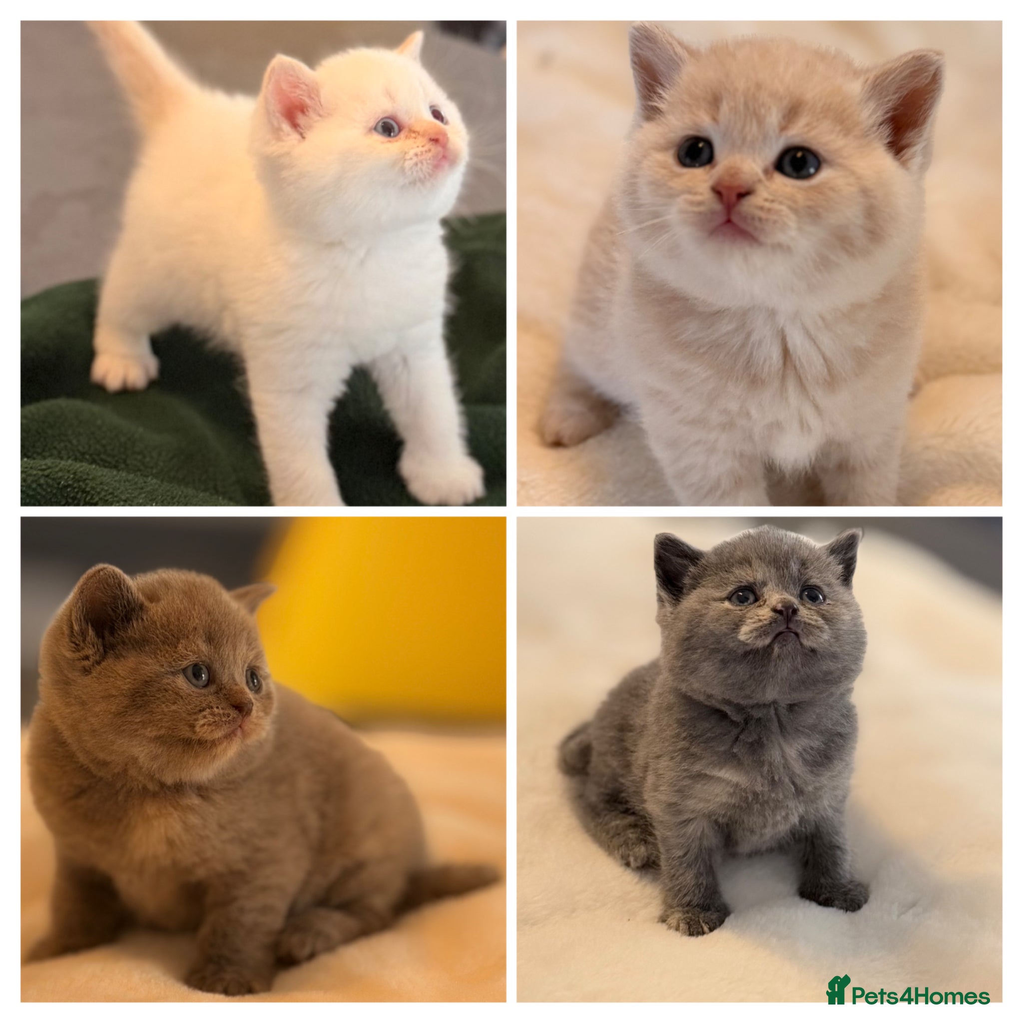 British Shorthair cats STUNNING GCCF REGISTERED LITTER - Advert 1