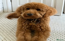 Goldendoodle dogs for stud: Showstopper Goldendoodle for stud - Image 6