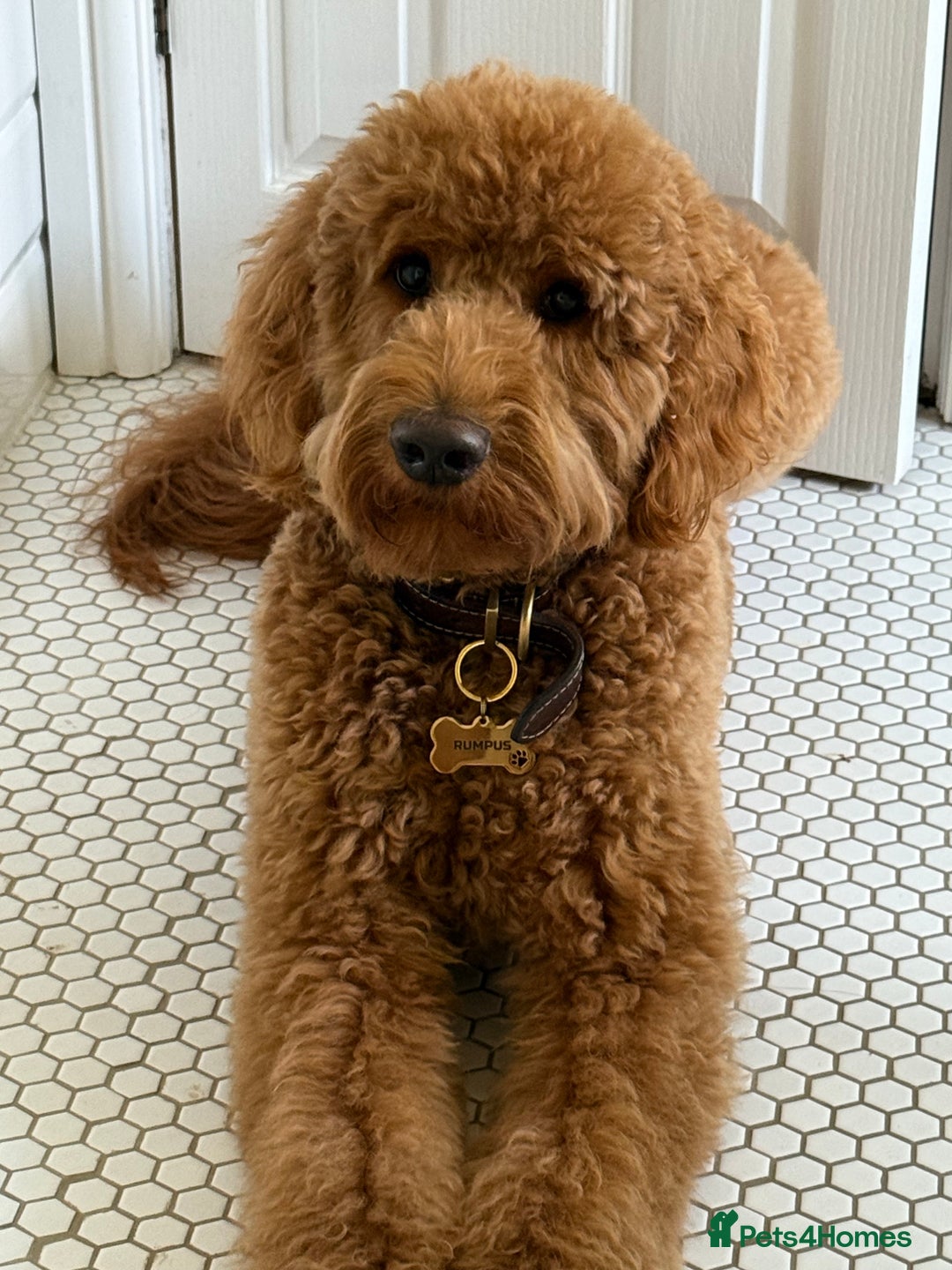 Goldendoodle dogs for stud: Showstopper Goldendoodle for stud - Image 6