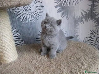 British Shorthair cats Pedigree BSH Kittens - Advert 6