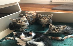 Mixed Breed cats for sale: Kittens 😸 MaineCoon x kittens READY TODAY ❤️😸🐈 - Image 19