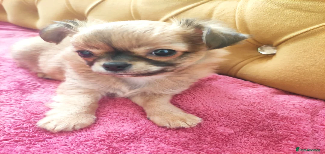 Gallery Image {{count}}