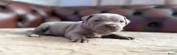 Staffordshire Bull Terrier dogs for sale: Adorable KC registered blue staffy puppies  - Advert 2