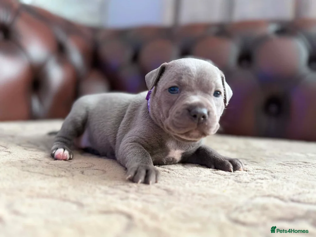 Staffordshire Bull Terrier dogs for sale: Adorable KC registered blue staffy puppies  - Advert 2