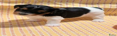 Biewer Terrier 5