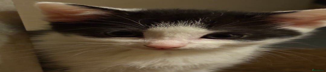 Mixed Breed Kitten 5