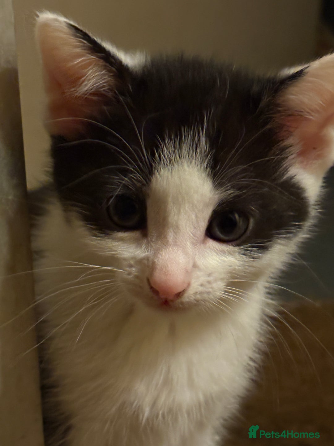 Mixed Breed cats for sale: Mixed kittens  - Image 29