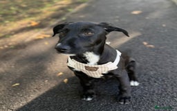Lurcher dogs for sale: Lurcher puppy - Image 1