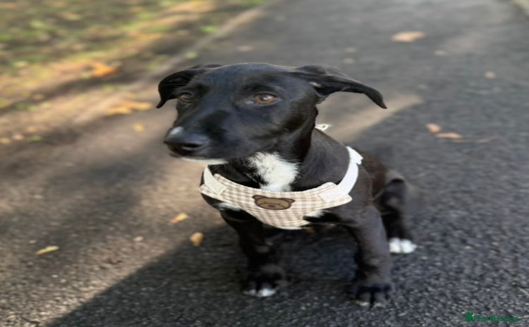 Lurcher dogs - Advert 16