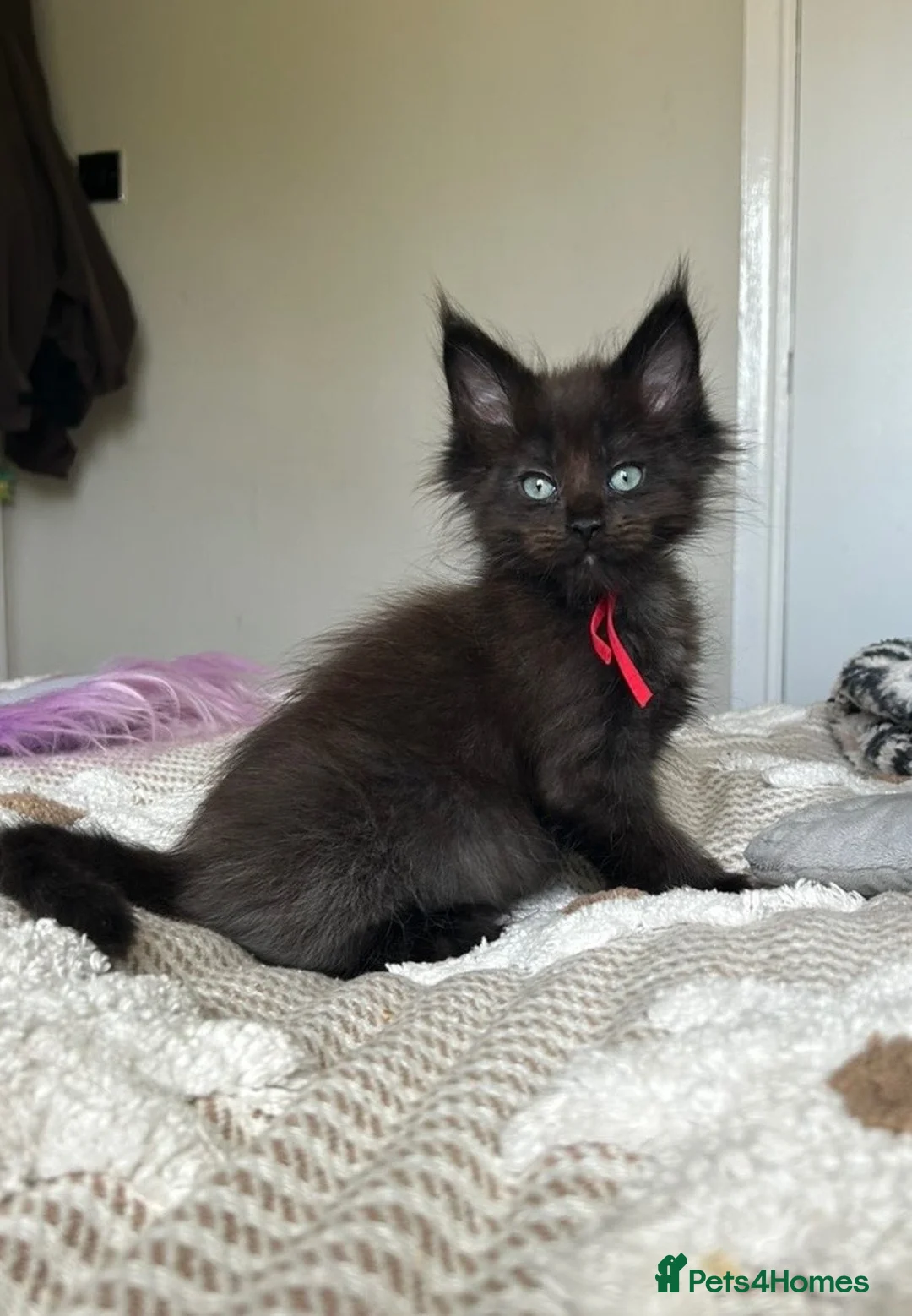 Maine Coon cats for sale: UPDATED - MAINE COON KITTENS. SOME POLYDACTYL  - Advert 1