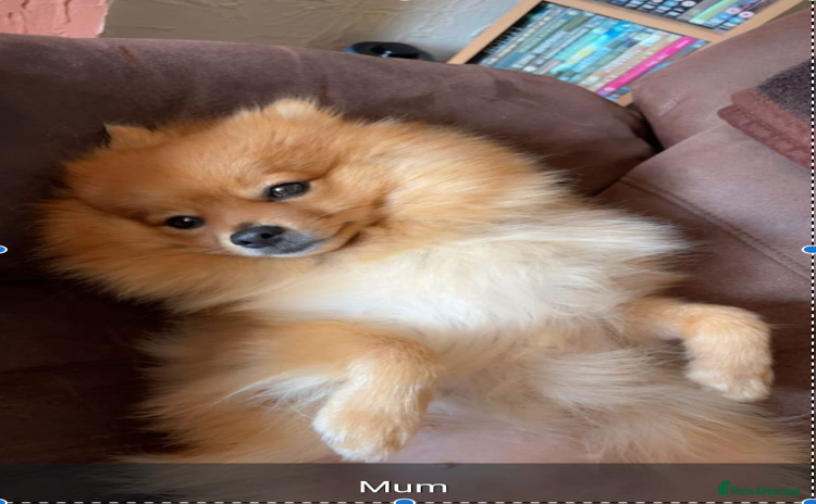 Pomeranian dogs - Advert 5