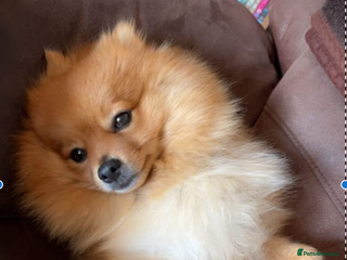 Pomeranian dogs for sale - Advert 1