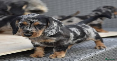 Dachshund dogs - Advert 14