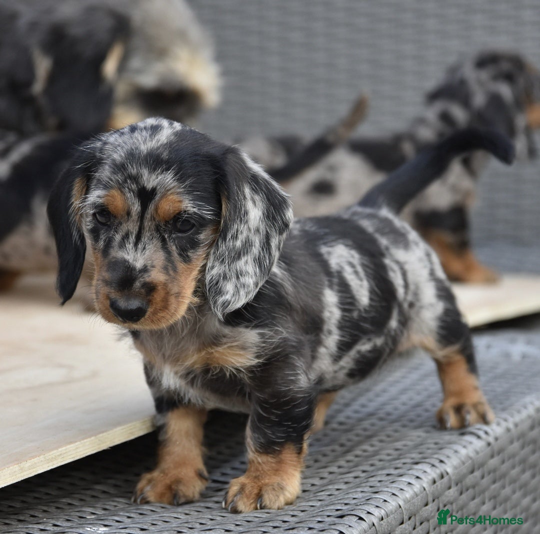 Dachshund dogs for sale: Wire-haired dachshund pups - Image 2