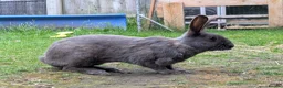 English Spot rabbits for sale: English Spot Bonded Pair - Advert 6