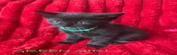 Mixed Breed cats for sale: Beautiful blacks looking for loving families - Advert 16