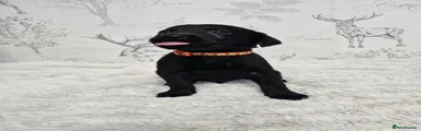Labrador Retriever Puppy - Orange