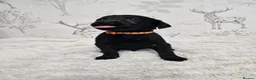 Labrador Retriever dogs for sale: 4 male black lab pups - Advert 9