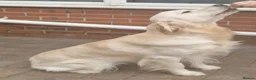 Golden Retriever dogs for stud: STUD DOG HEALTH-TESTED GOLDEN RETRIEVER MALE - Advert 5