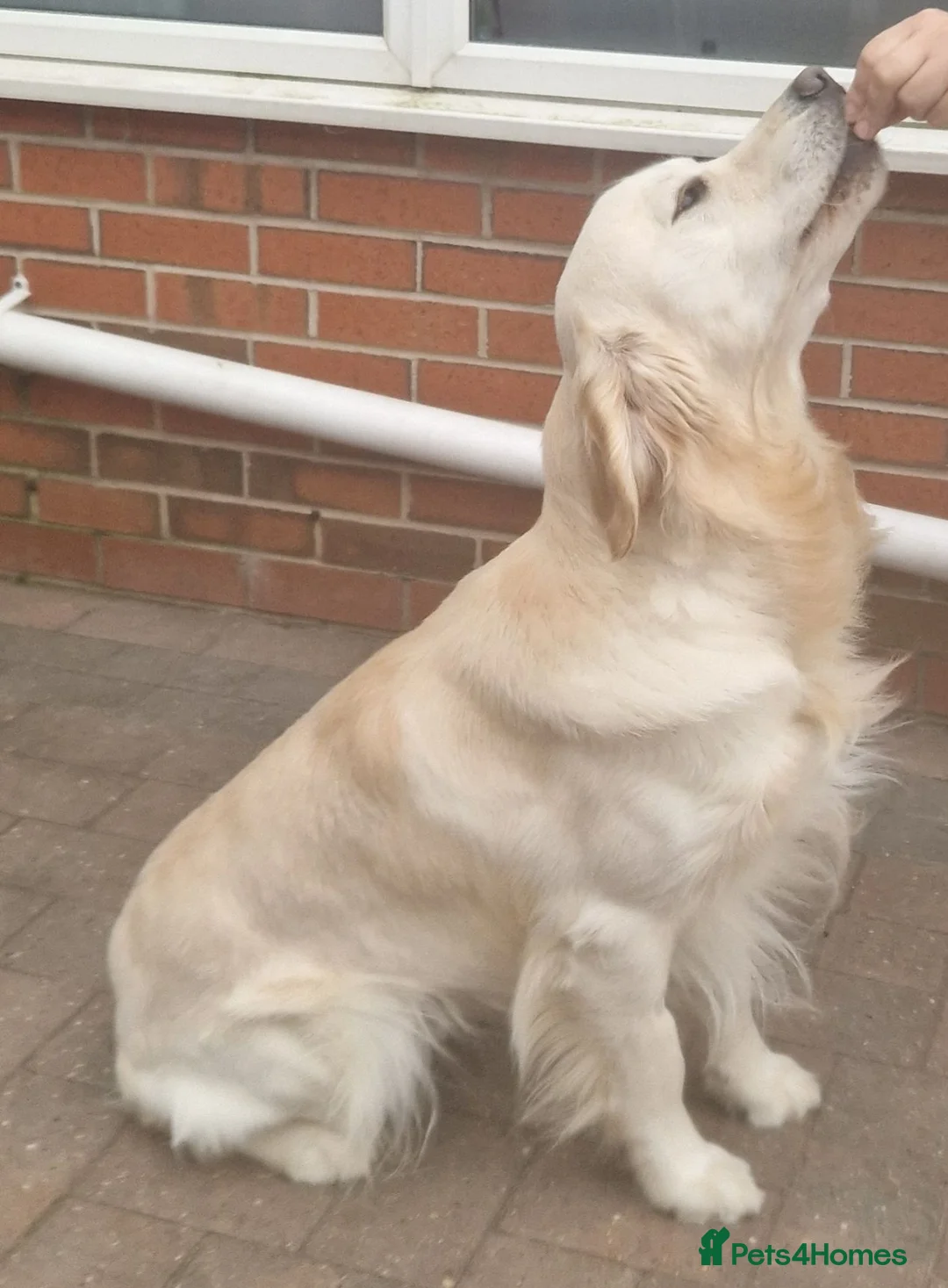 Golden Retriever dogs for stud: STUD DOG HEALTH-TESTED GOLDEN RETRIEVER MALE - Advert 5