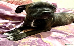 Mixed Breed dogs for sale: Beautiful staffy cross puppies  - Image 3