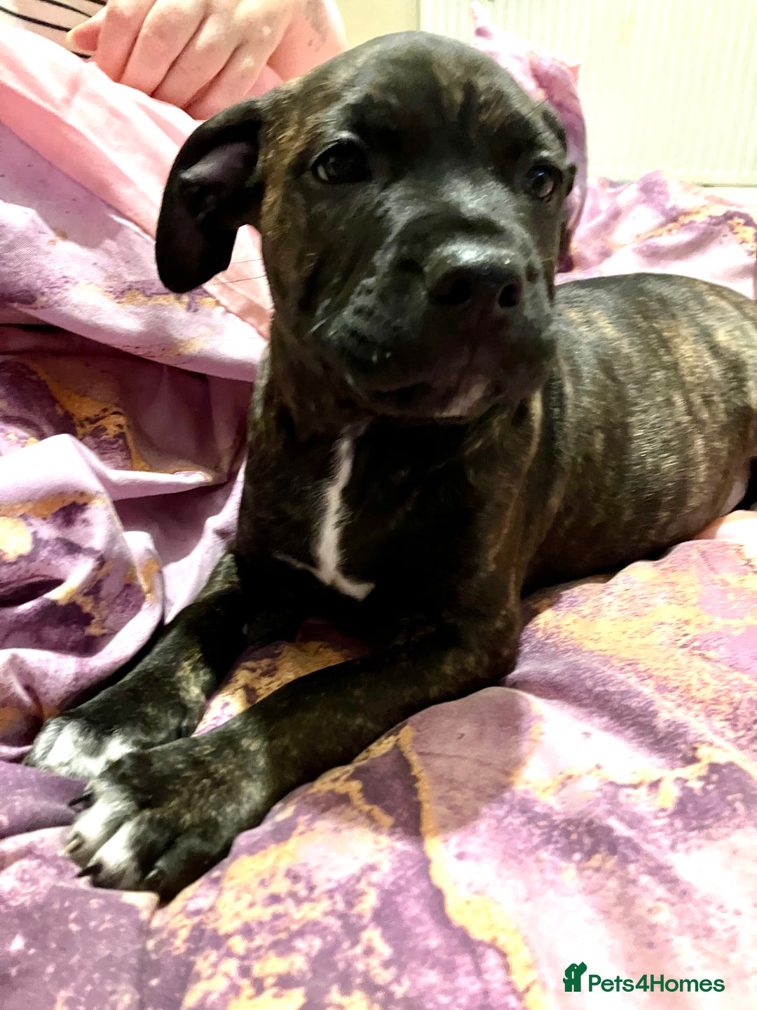 Mixed Breed dogs for sale: Beautiful staffy cross puppies  - Image 3