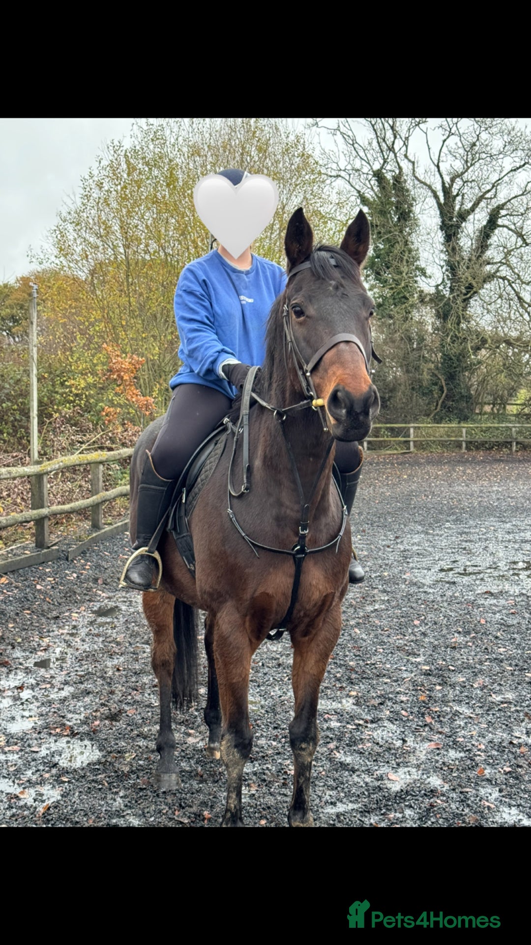 Irish Thoroughbred horses for sale: Bruno, lovely 16.2 gelding for sale  - Advert 7