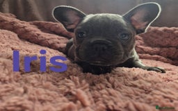 French Bulldog dogs for sale: French bulldog pups ❤️ - Image 10