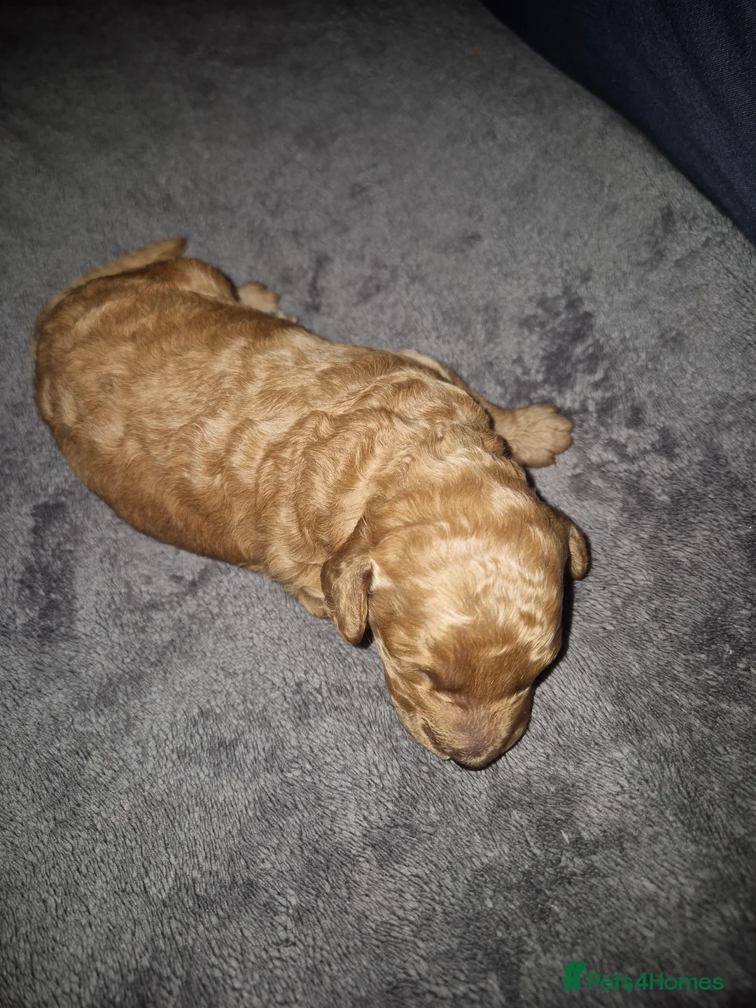 Miniature Poodle dogs for sale: KC register miniature poodles RED - Advert 2