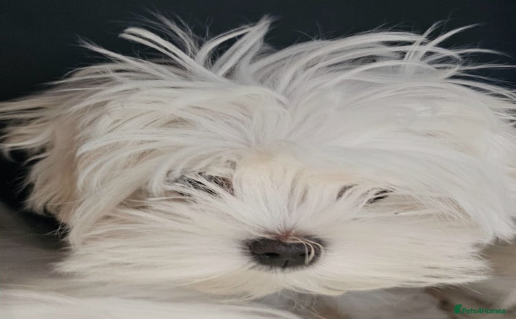 Maltese dogs - Advert 4
