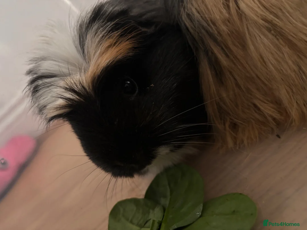 Guinea Pig rodents for sale: 2 Female Guinea Pigs looking for a good home  - Advert 2