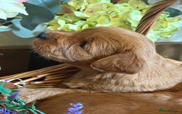 Mini Goldendoodle dogs for sale: Health tested Minature dark red/golden doodles  - Image 8